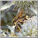 Cerceris rybyensis - Knotenwespe 01 Paarung.jpg